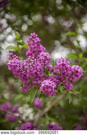 Beautiful Branch Of Spring Lilac Close-up, Selective Focus.