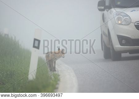 Car Passing By A Fox Standing On The Side Of A Road