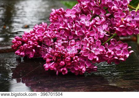 Heavy Wet Inflorescences Of A Lilac Of Darkly Purple Color Over Wet Almost Black Oak Board After A R