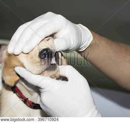 A Veterinarian Examins A Labrador Puppy's Teeth During A Medical Checkup