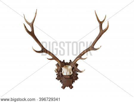 Antlers From A Huge Stag Mounted On Wood Board, Isolated On White Background