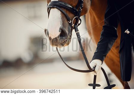 Nose Sports Horse In The Bridle. Portrait Stallion  In The Bridle. Horse Muzzle Close Up. Dressage H