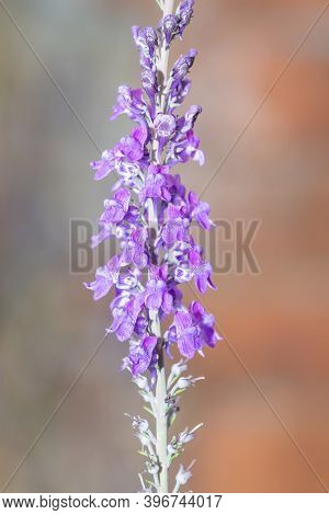 Purple Toadflax (linaria Purpurea) Flowers