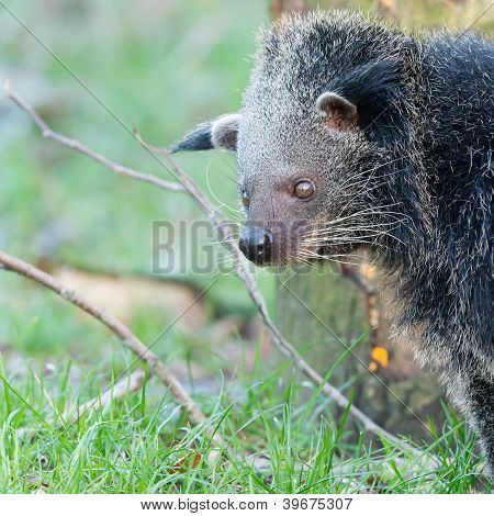 Close-up Of A Binturong (arctictis Binturong)