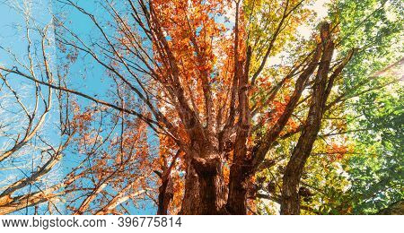 Tree Gradually Changing Seasons From Summer, Autumn And Winter