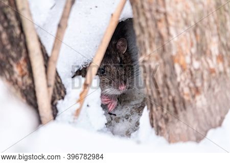 The Rat Looks Out Of Its Burrow. The Brown Rat, Lat. Rattus Norvegicus, Also Known As The Common, St