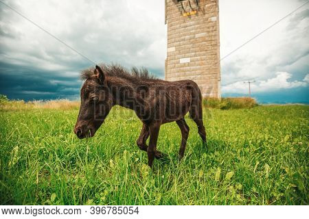 Young Mini Pony Horse On A Green Meadow