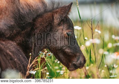 Young Mini Pony Horse On A Green Meadow
