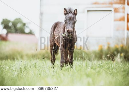 Young Mini Pony Horse On A Green Meadow