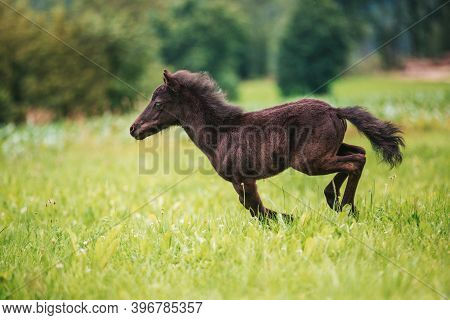 Young Mini Pony Horse On A Green Meadow