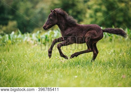 Young Mini Pony Horse On A Green Meadow