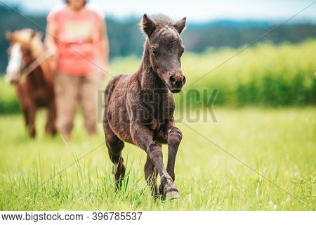 Young Mini Pony Horse On A Green Meadow