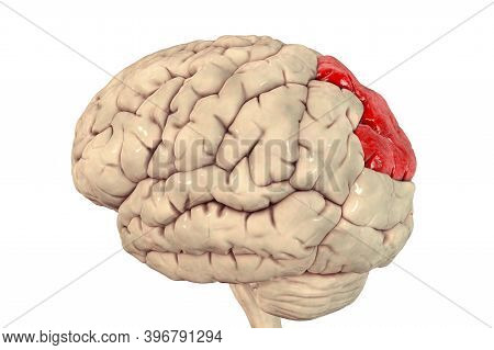 Human Brain With Highlighted Superior Parietal Lobule, 3d Illustration