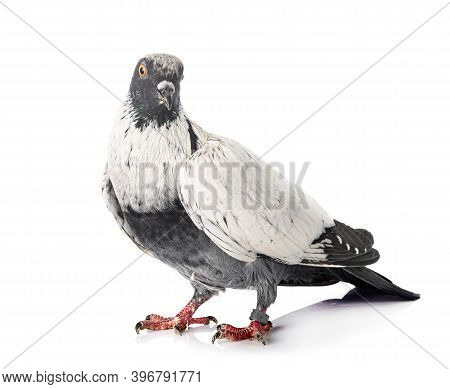 Danish Suabian In Front Of White Background