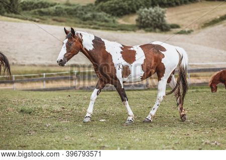 Portrait Of A Criollo Horse At A Meadow