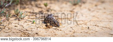 Steppe Runner Lizard Or Eremias Arguta Close On Dry Ground.