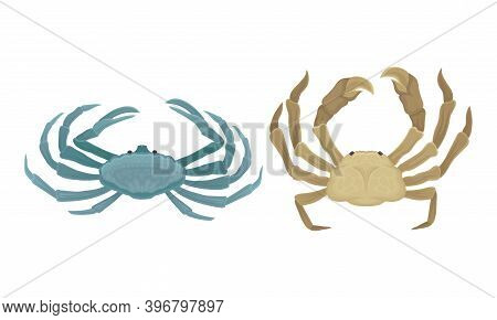 Tropical Crabs As Decapod Crustaceans With Claws Vector Set