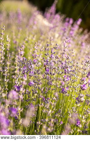 Lavender Bushes Closeup On Sunset. Detail Of Blossoming Lavender Fields.