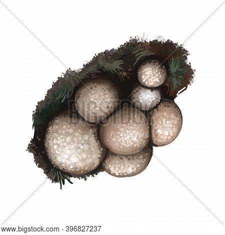 Lycoperdon Pyriforme Mushroom Digital Art Illustration. Stump Puffball Watercolor Print, Pyriforme T