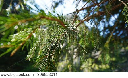 Mountain Lake Kolsay With Floating Boats. View Of Green Hills, Fir Trees, Grass And Water. Boats Wit