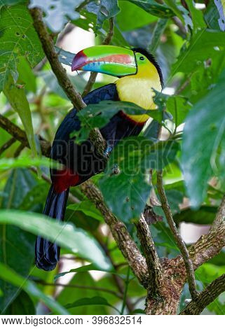 Keel-billed Toucan Living In The Rainforest Of Costa Rica.