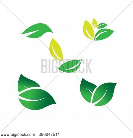 Leaf