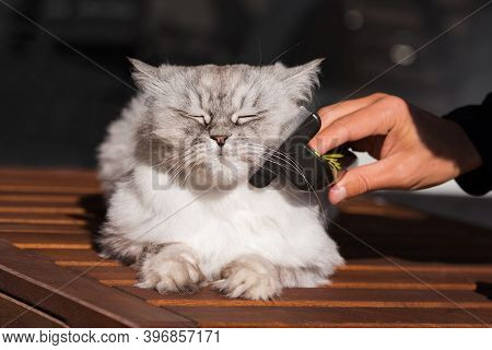 Man Brushing His Lovely Grey Cat With Furminatoror Or Grooming Tool. Pet Care, Grooming. Cat Loves B
