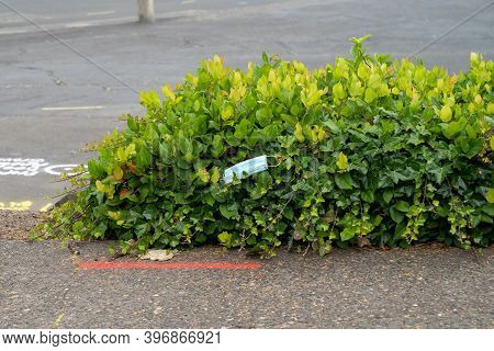 Discarded Surgical Face Mask Littered In A Bush In A Parking Lot, Due To Covid-19 Virus Pandemic