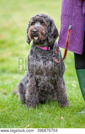 Well Behaved Happy Black Labradoodle On A Leash And Sitting In A Field Next To Owner.