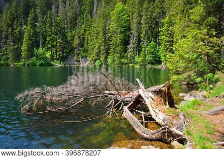 Black lake ( Cerne Jezero ) is the largest lake in the National park Sumava, Czech Republic.