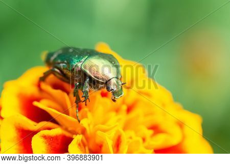 Jacket Of Roses Or Green Roses (cetonia Aurata) In The Palm Of Your Hand
