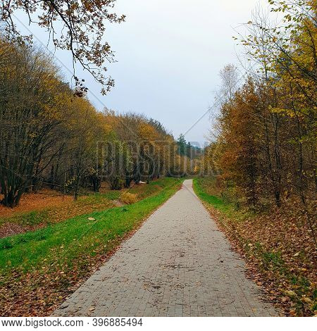 Autumn Forest.
All The Colors Of Autumn Leaves In The Forest.