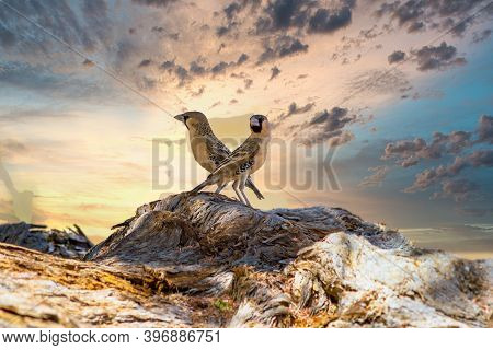 Two Love And Romantic Twin Birds Against Dramatic Sunset Sky With Copy Space