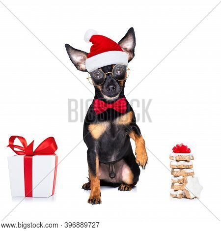 Christmas Prague Ratter , Prager Rattler Santa Claus  Dog Cokies For   Holiday ,isolated On White Ba