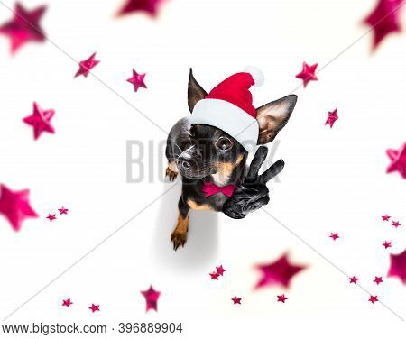 Pregue Ratter , Praguer Rattler Dog Celebrating New Years Eve With Owner And Champagne  Glass Or Coc