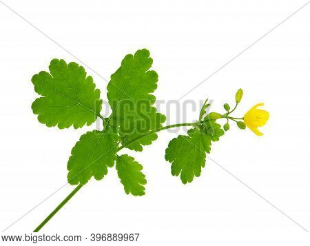 Yellow Flowers Of Greater Celandine, Chelidonium Majus