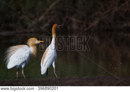 Cattle Egret Are Looking For Food In The Riverbank