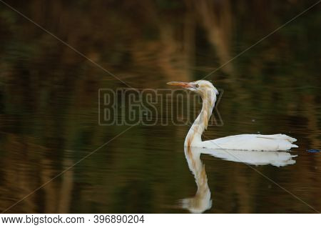 Cattle Egret Are Looking For Food In The Riverbank