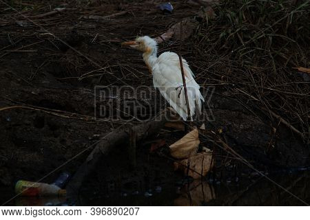 Cattle Egret Are Looking For Food In The Riverbank