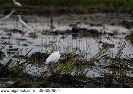 Cattle Egret Are Looking For Food In The Fields