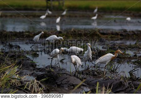 Cattle Egret Are Looking For Food In The Fields