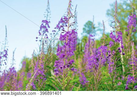 Field Of Blooming Sally Flowers, Wild Medicinal Herbal Tea Of Willow Plant Or Epilobium. Willow-herb