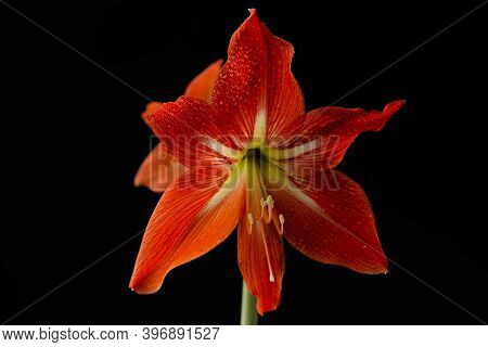 The Red Beautiful Flower On A Black Background