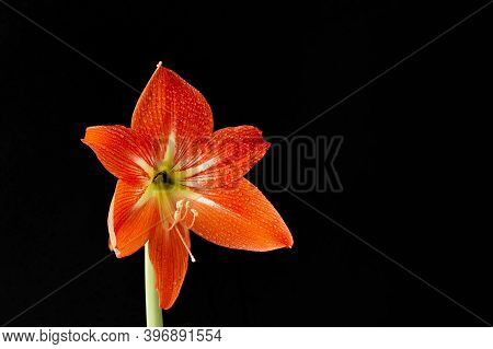 The Red Beautiful Flower On A Black Background
