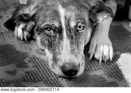 A Lovely Dog Is Lying Down And Looking At The Camera.