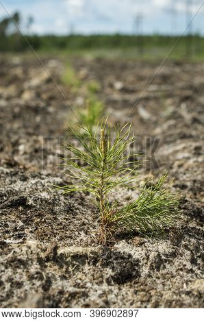 Reclamation Of An Oil Production Site. Planting Pine Seedlings.
