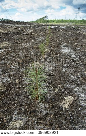 Reclamation Of An Oil Production Site. Planting Pine Seedlings.