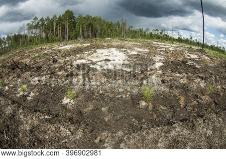Reclamation Of An Oil Production Site. Planting Pine Seedlings.