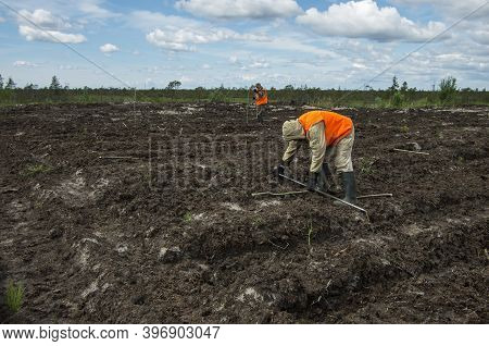 Khanty-mansi Autonomous Okrug, Russia / 12.06.2015: Reclamation Of An Oil Production Site. Planting 