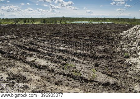 Reclamation Of An Oil Production Site. Planting Pine Seedlings.